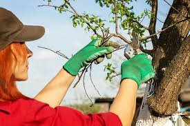 Prune your trees and shrubs practically with landscape specialist Mina Vescera. 