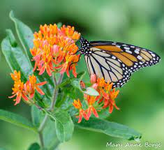 Learn about Monarch Butterflies with Dr. Coby Klein