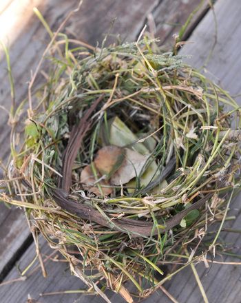 nest