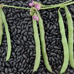 Cherokee Black Beans