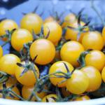igleheart yellow cherry tomato