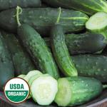 Cucumber (Early Fortune) 