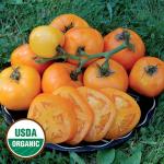 Moonglow Organic Tomato