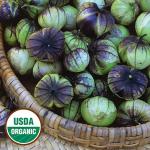 Purple Tomatillo