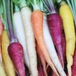 Rainbow Carrots
