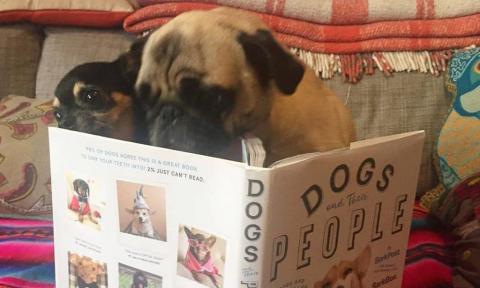dog reading book