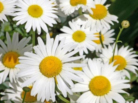 daisy