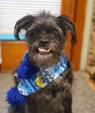 Baxter the Library's Furry Reading Buddy