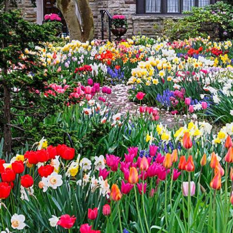 Spring Bulbs