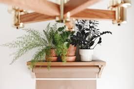 Picture of houseplants -Cornell Cooperative Lecture - 