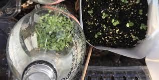 picture of winter seed sowing techniques