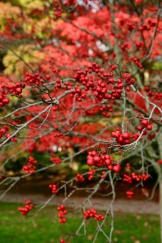 November Berries