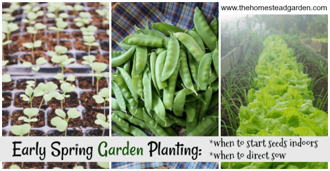 Picture of vegetables for early sowing