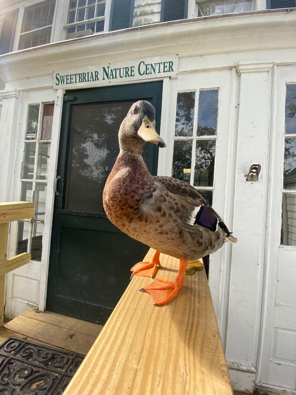 Sweetbriar Nature Center