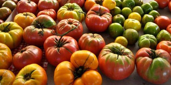 varieties of tomatoes